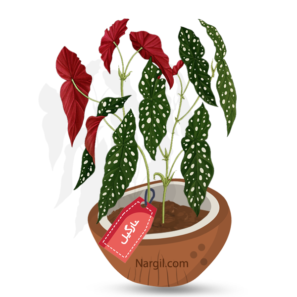  Nargil - Coral Begonia 